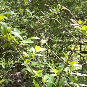 Photo of the plant species Wild Privet by @TycoonLichen named Sonora on Greg, the plant care app