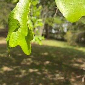 Photo of the plant species Water Oak by @TycoonLichen named Rosa on Greg, the plant care app