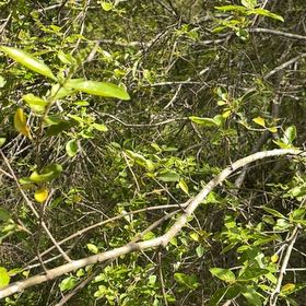 Photo of the plant species Wild Lime by @TycoonLichen named Demi on Greg, the plant care app