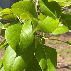 Photo of the plant species Japanese Tree Lilac by @TycoonLichen named Sol on Greg, the plant care app