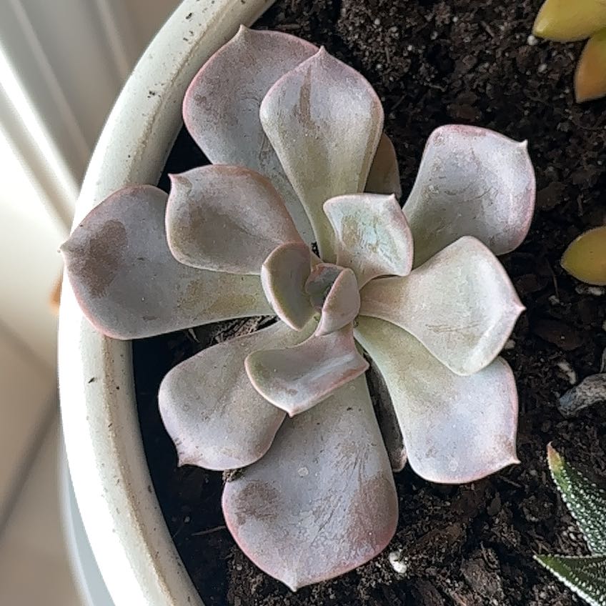 Photo of the plant species Graptoveria 'Francesca' by @CognizantNoni81 named Kendall on Greg, the plant care app