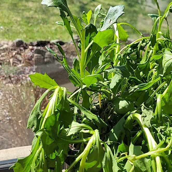 Photo of the plant species Garden Rocket by @ExpertEndive23 named Elina on Greg, the plant care app