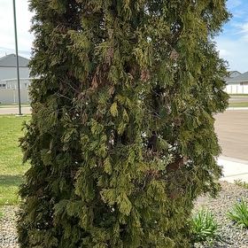 Photo of the plant species Emerald Green Arborvitae by @BeefyOrchid82 named Maya on Greg, the plant care app
