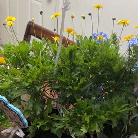 Photo of the plant species African Bush Daisy by @PremiumSalal30 named Kardashian on Greg, the plant care app