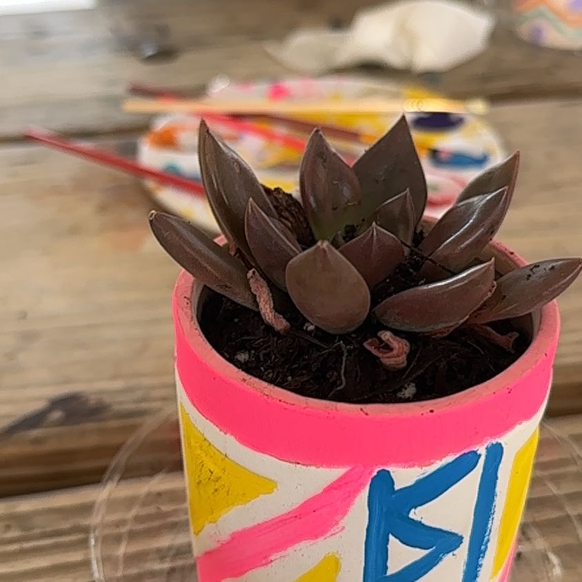 Photo of the plant species Succulent by @ImmortalBogbean named Kesha on Greg, the plant care app