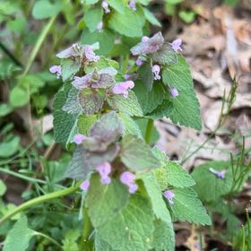 Photo of the plant species Purple Archangel by @LushRhodora38 named Bieber on Greg, the plant care app