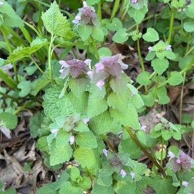 Photo of the plant species Purple Archangel by @LushRhodora38 named Aria on Greg, the plant care app