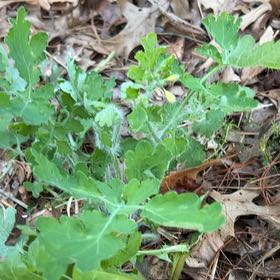 Photo of the plant species Greater Celandine by @LushRhodora38 named Diana on Greg, the plant care app