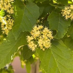Photo of the plant species Amur Maple by @LushRhodora38 named Ulysses S Plant on Greg, the plant care app