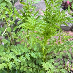 Photo of the plant species Narrowleaf Bittercress by @LushRhodora38 named Denali on Greg, the plant care app