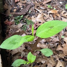 Photo of the plant species American Pokeweed by @LushRhodora38 named Girlfrond on Greg, the plant care app