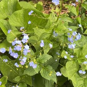 Photo of the plant species False Forget-Me-Not by @LushRhodora38 named Surya on Greg, the plant care app