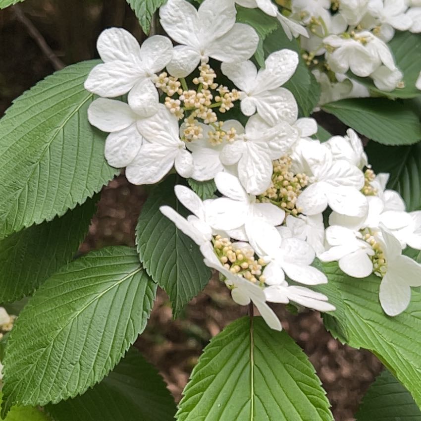 Photo of the plant species Japanese Snowball by @LushRhodora38 named Homer on Greg, the plant care app