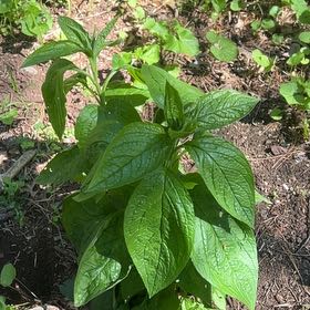 Photo of the plant species Common Comfrey by @LushRhodora38 named Stella on Greg, the plant care app