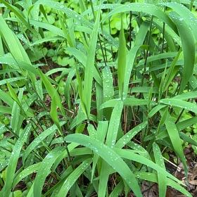 Photo of the plant species Reed Canarygrass by @LushRhodora38 named Maya on Greg, the plant care app