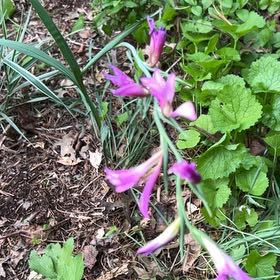Photo of the plant species Italian Gladiolus by @LushRhodora38 named Hemingway on Greg, the plant care app