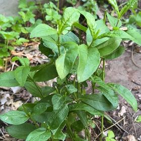 Photo of the plant species Garden Privet by @LushRhodora38 named Navajo on Greg, the plant care app