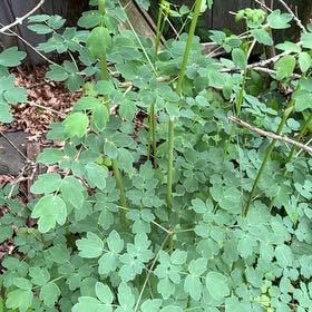 Photo of the plant species Wild Red Columbine by @LushRhodora38 named da Vinci on Greg, the plant care app