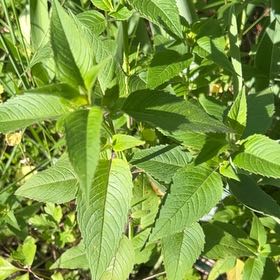 Photo of the plant species Oswego Tea by @LushRhodora38 named McKinley on Greg, the plant care app