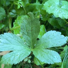Photo of the plant species Greater Masterwort by @LushRhodora38 named Scarlett on Greg, the plant care app