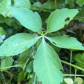 Photo of the plant species Virginia Creeper by @LushRhodora38 named Orlando Bloom on Greg, the plant care app