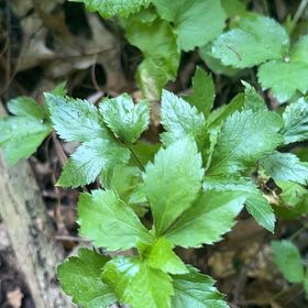 Photo of the plant species Yellowroot by @LushRhodora38 named Rosa on Greg, the plant care app