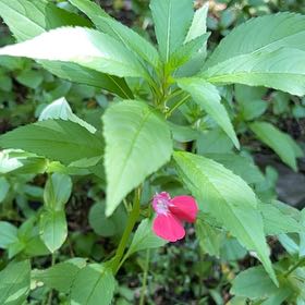Photo of the plant species Balsam by @LushRhodora38 named Beyonce on Greg, the plant care app