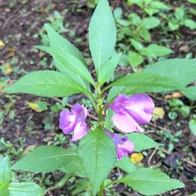 Photo of the plant species Balsam by @LushRhodora38 named Huckleberry Fern on Greg, the plant care app