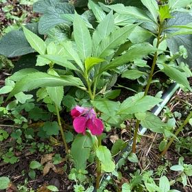 Photo of the plant species Balsam by @LushRhodora38 named Marilyn on Greg, the plant care app