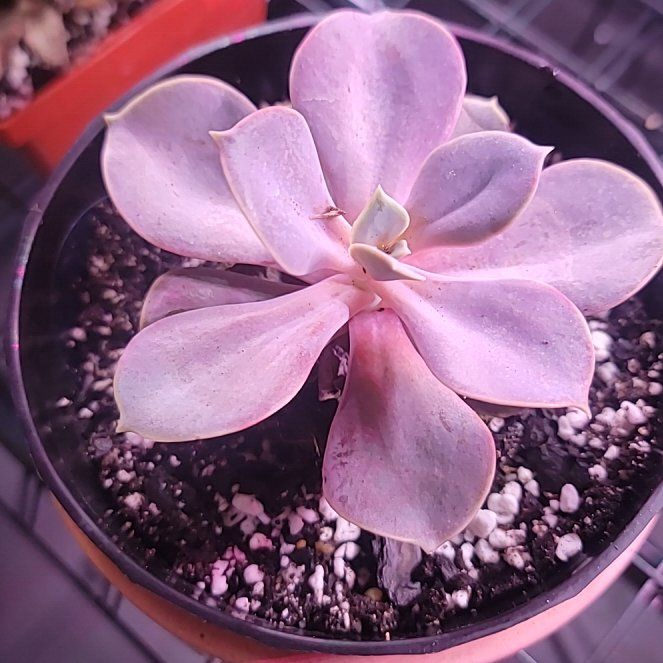 Photo of the plant species Purple Pearl by @NurseBanana58 named Britts purple pearl on Greg, the plant care app