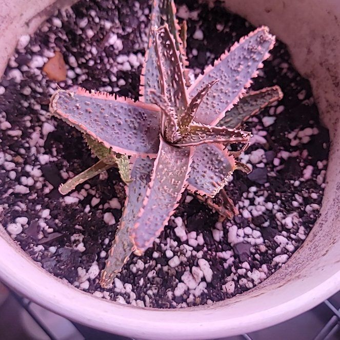 Photo of the plant species Pink Blush Aloe by @NurseBanana58 named Anne on Greg, the plant care app