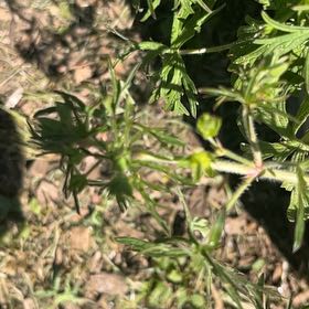Photo of the plant species Cutleaf Geranium by @FitChosmo87 named Orwell on Greg, the plant care app