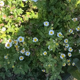 Photo of the plant species Feverfew by @FitChosmo87 named Daphne on Greg, the plant care app