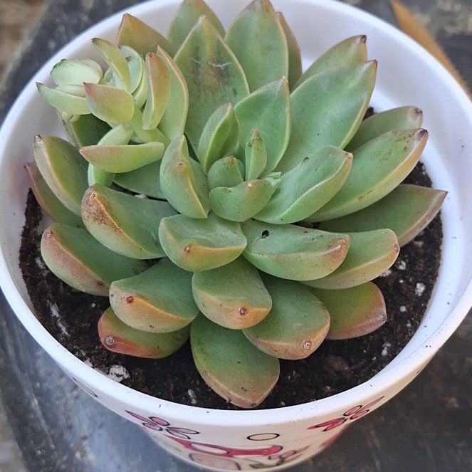 Photo of the plant species Tacisedum 'Spring Glow' by @DandyPukatea4 named Nithin on Greg, the plant care app