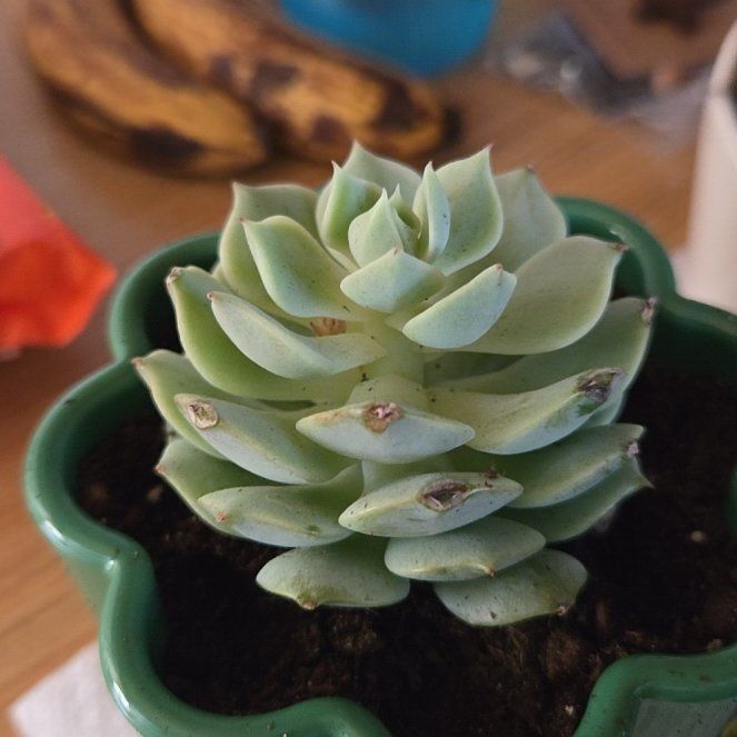 Photo of the plant species Echeveria 'Seraphina' by @PrimalLuscious named Beckham on Greg, the plant care app