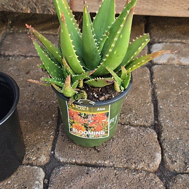 Photo of the plant species Aloe 'Giganotosaurus' by @FunMountain54 named Emerson on Greg, the plant care app
