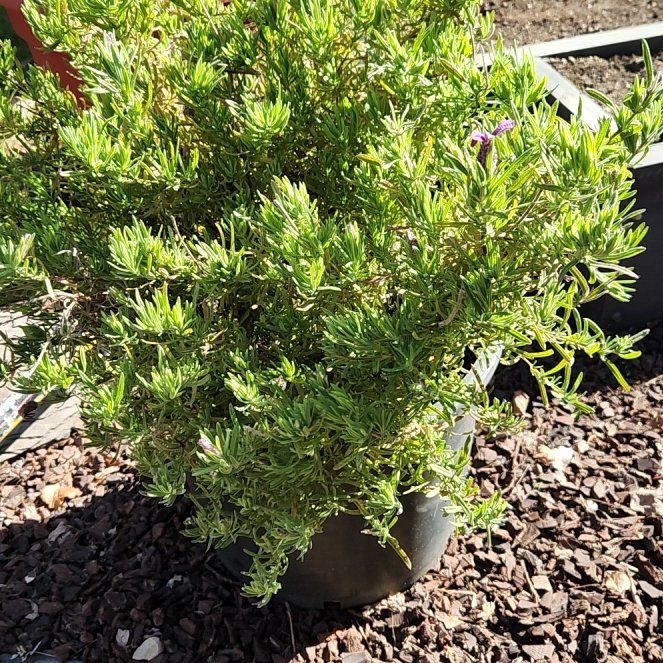 Photo of the plant species Myrtle-Leaf Milkwort by @JoyfulRosilla54 named Michelle Branch on Greg, the plant care app