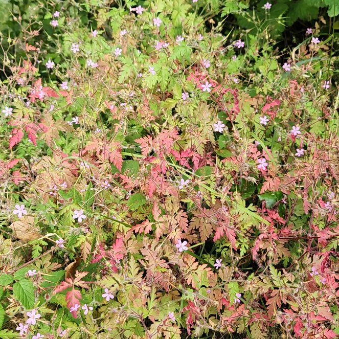 Photo of the plant species Robert Geranium by @JoyfulRosilla54 named Rainier on Greg, the plant care app