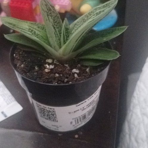 Photo of the plant species Gasteria 'Little Warty' by @RoundFernmoss39 named Pax on Greg, the plant care app