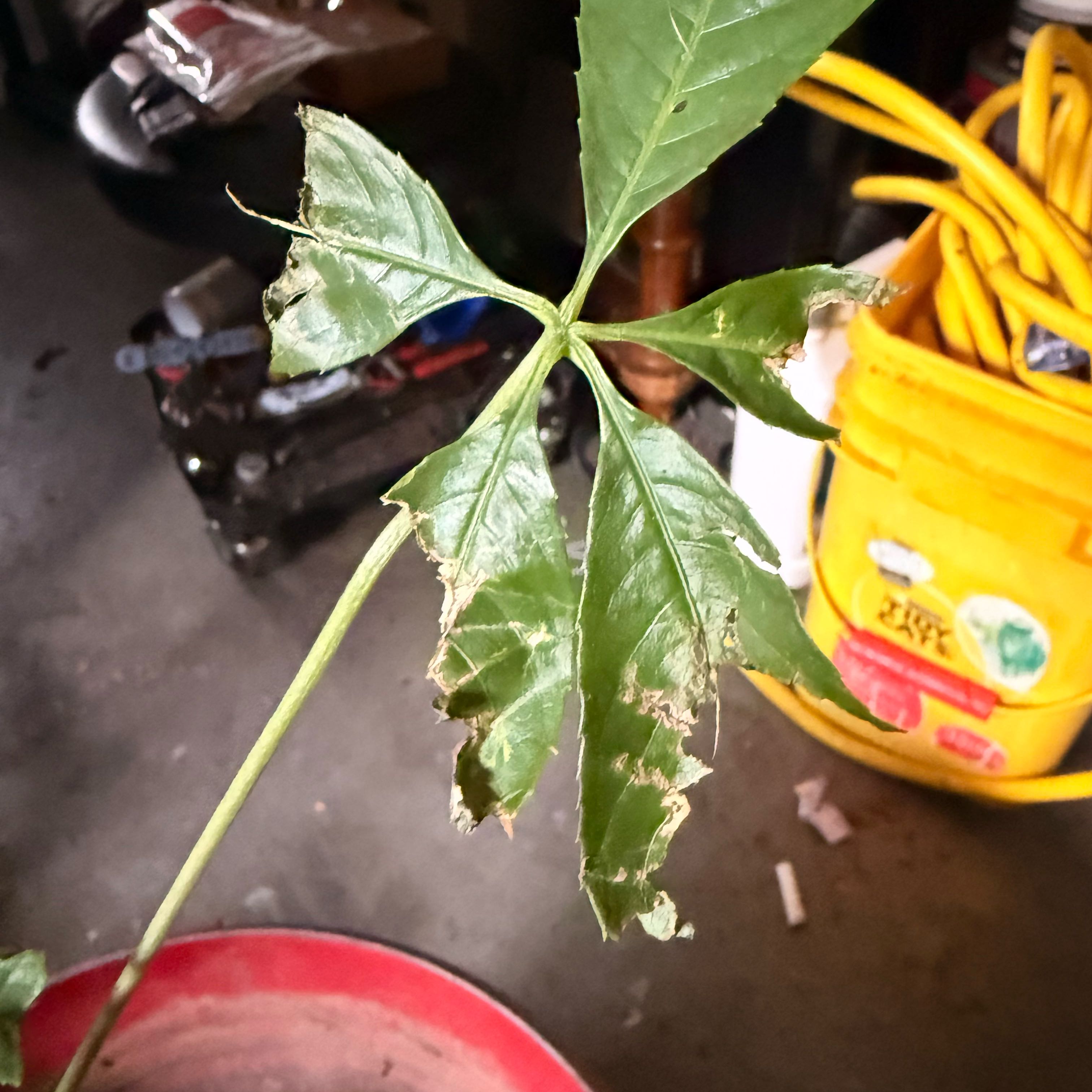 Photo of the plant species Kapok Tree by @GemChisme15 named McKinley on Greg, the plant care app