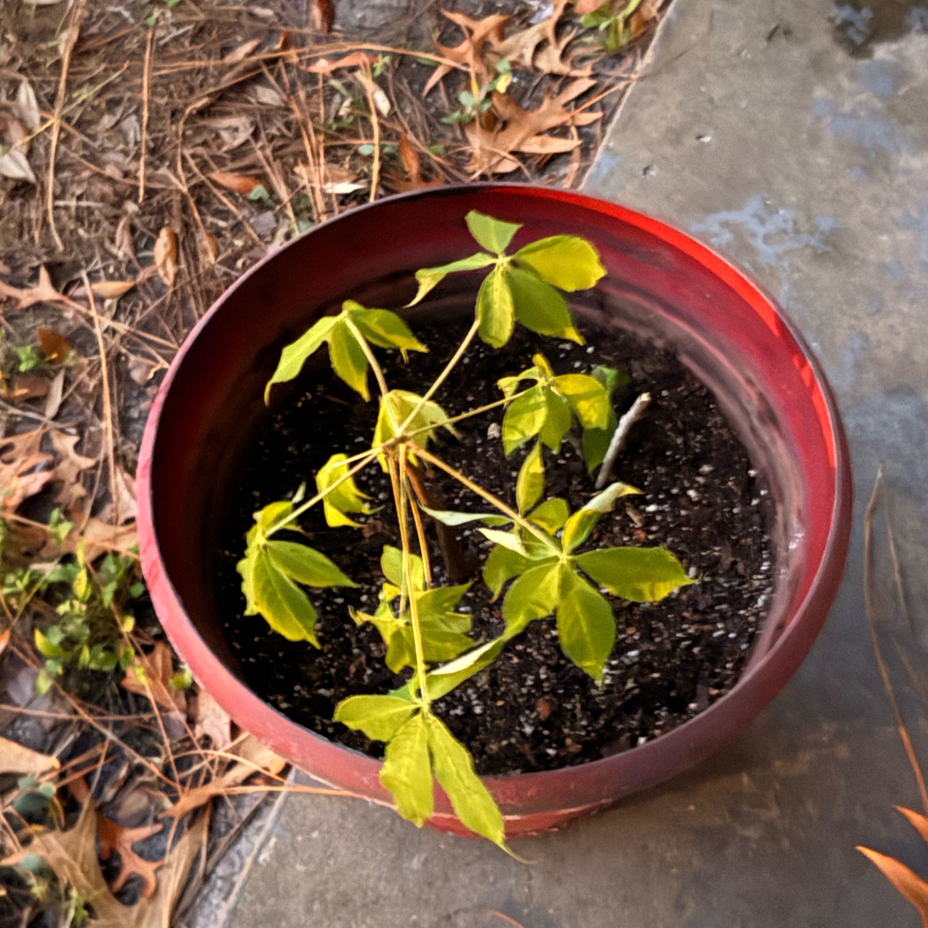 Photo of the plant species Kapok Tree by @GemChisme15 named Bigleef Smalls on Greg, the plant care app