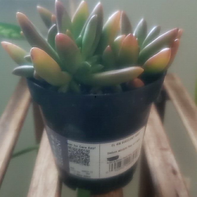 Photo of the plant species Sedum Adolphi by @PeppyRosea20 named Bruce Lee on Greg, the plant care app