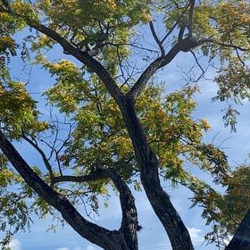 Photo of the plant species Black Walnut by @FullRockfig86 named Huckleberry Fern on Greg, the plant care app