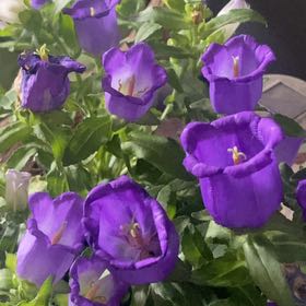 Photo of the plant species Canterbury Bells by @FullRockfig86 named Surya on Greg, the plant care app