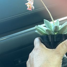 Photo of the plant species Pachyphytum 'Moon Silver' by @HeadMiro20 named Kesha on Greg, the plant care app