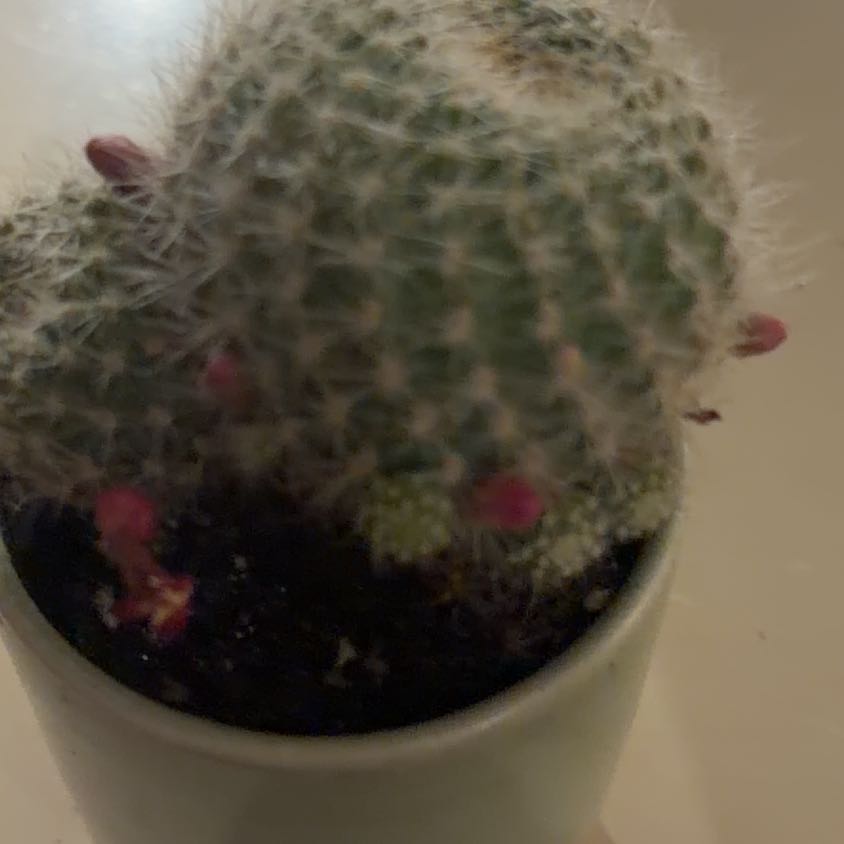 Photo of the plant species Rebutia miniscula by @LikelySedum59 named Maria on Greg, the plant care app