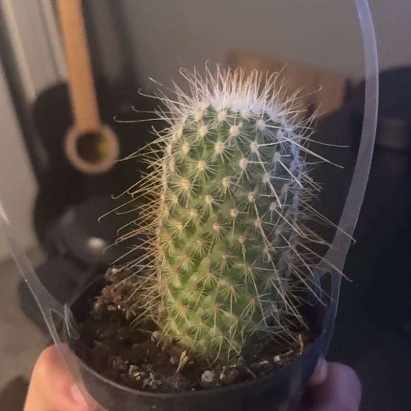 Photo of the plant species Mammillaria magnifica by @ShinyRhodora62 named da Vinci on Greg, the plant care app