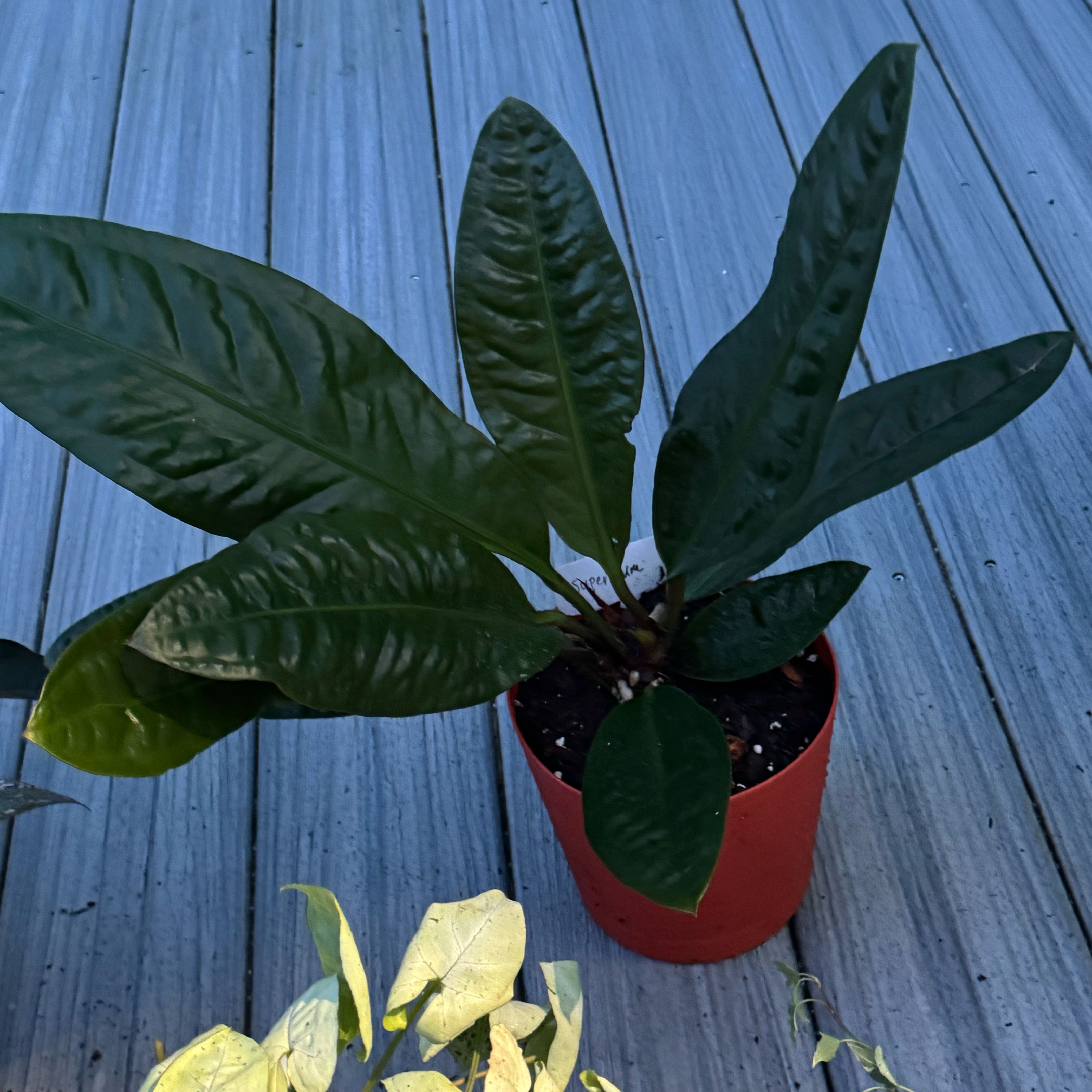 Photo of the plant species Anthurium superbum by @ZestfulAnahaw44 named Harry on Greg, the plant care app