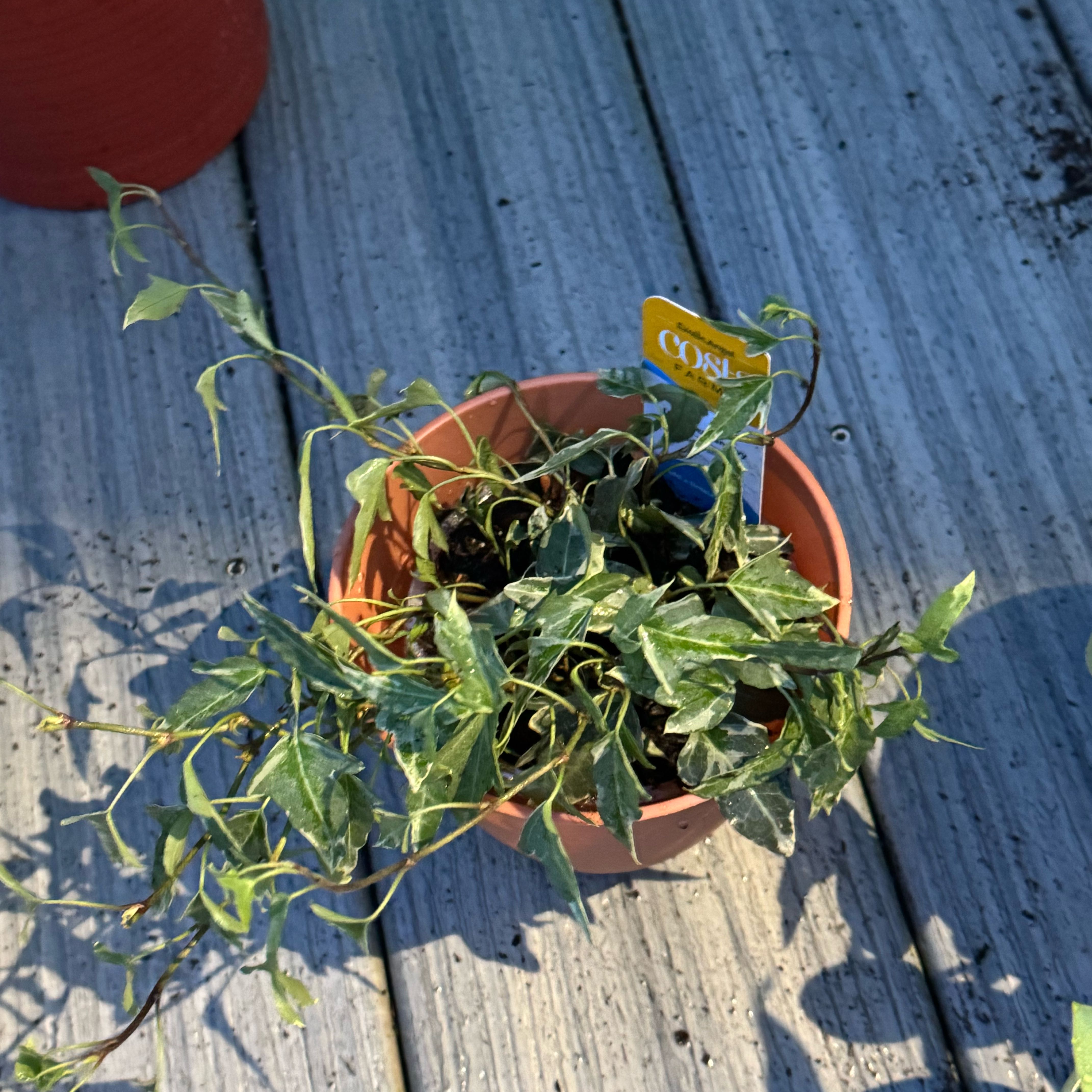 Photo of the plant species Little Herman Ivy by @ZestfulAnahaw44 named Lebron on Greg, the plant care app
