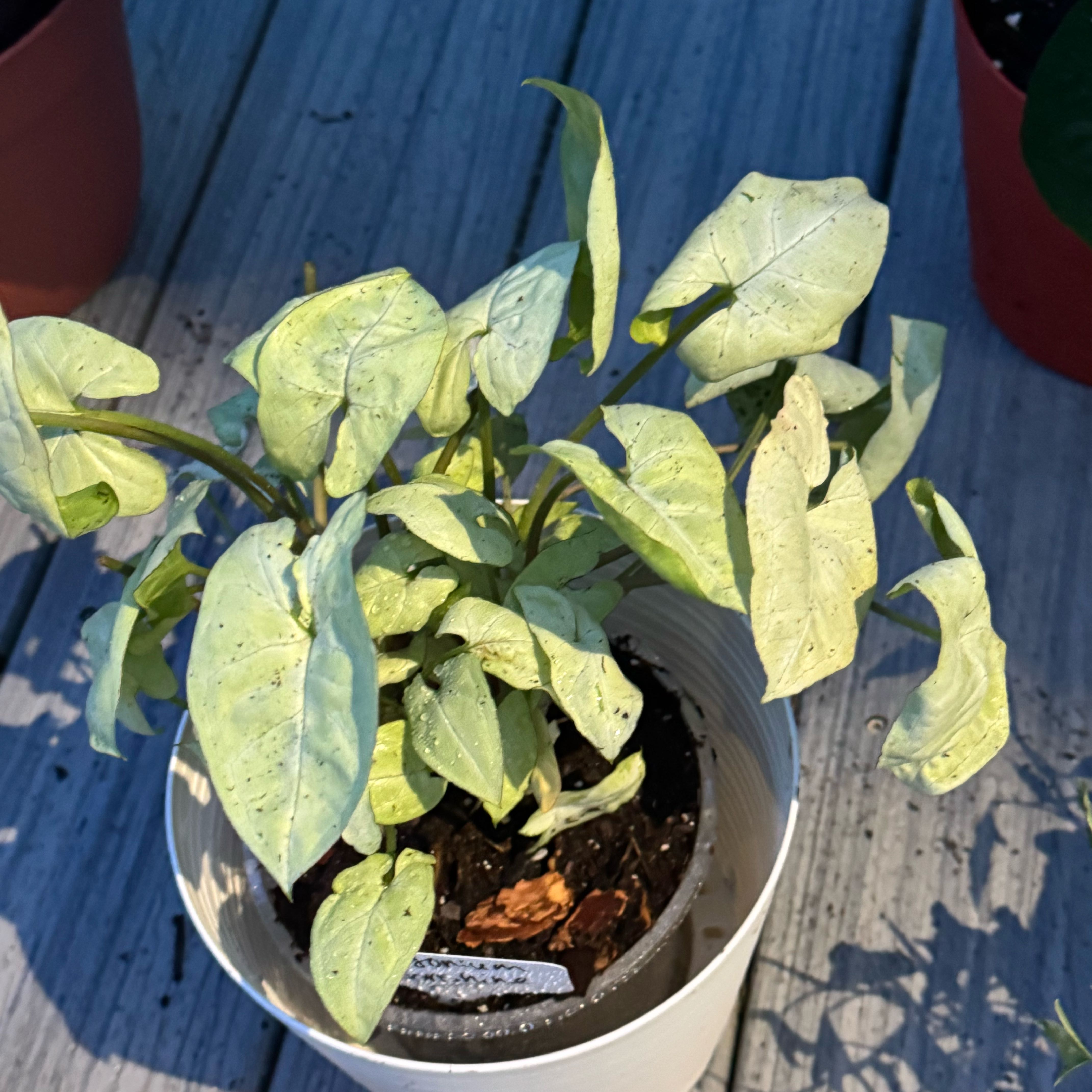 Photo of the plant species Syngonium 'Moonshine' by @ZestfulAnahaw44 named Planty on Greg, the plant care app